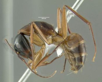 Media type: image;   Entomology 615178 Aspect: habitus lateral view